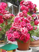 DSCN2836.webp