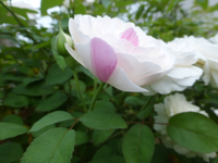 P1460515.webp