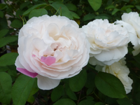 P1460516.webp