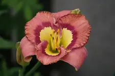 Catcher in the Eye.webp