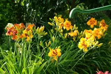 Duke of Durham, Handyman und Cherry Eyed Pumpkin.webp