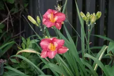 French Porcelain.webp