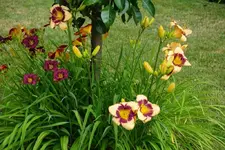 Little Grapette mit Pirates Patch.webp