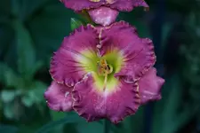 Summer Concerto.webp