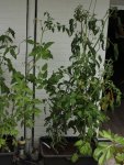 Tomaten 150705.jpg