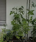 Tomaten 150705_2.jpg