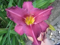 Taglilie Summer Wine 3.webp