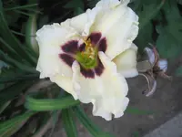 Taglilie Siloam Ury Winniford 2.webp