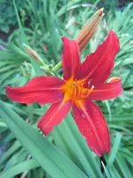Taglilie Sammy Russell 2.webp