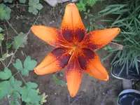 Lilie.webp