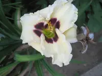 Taglilie Siloam Ury Winniford 2.webp