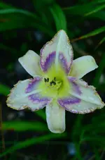 destined to see.webp