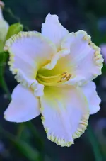 Mandalay bay music.webp