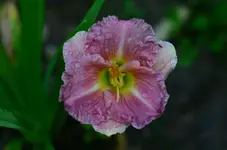 Rosalinde.webp