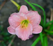 Rosalindes.webp