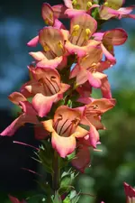 DSC_4898.webp