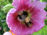 CIMG1147.webp