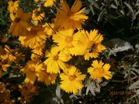 P7090641.webp