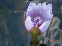 P7090645.webp