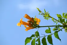 DSC_2350.jpg