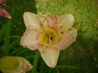 k-DSCI3533.webp