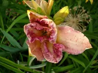 k-DSCI3534.webp