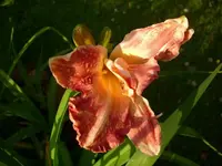 k-DSCI3536.webp