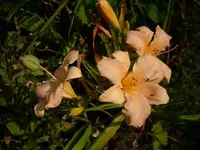 k-DSCI3537.webp