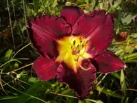 k-DSCI3538.webp