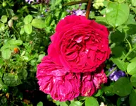 IMG_3268-001.webp