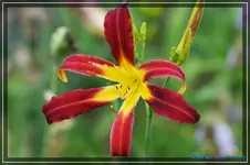 Albarene.webp
