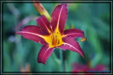 Black Prince.webp
