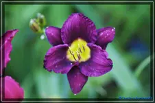 Blue Nil.webp