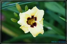 June Bug.webp