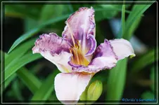 Sun Fun Holyday.webp