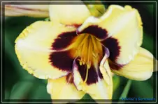 Albert 262.webp