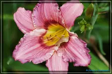 Albert 254.webp