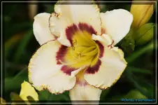 Tail Yellow Spider x Yellow Star.webp