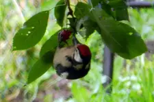 DSCN7479.webp