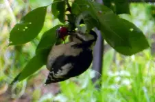 DSCN7481.webp