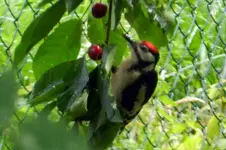 DSCN7490.webp