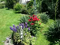 2015-07-07    Sommer im Yuccabeet2.webp