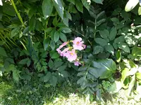 2015-07-07 Blühender Farn.webp