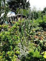 2015-07-07 Herzgespann 2 m hoch.webp