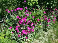 2015-07-07 Lichtnelke rot.webp