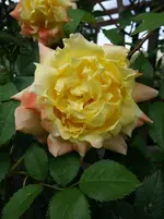 rsn2015 (3).webp