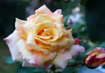 rsn2015 (9).webp
