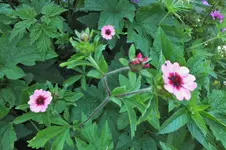 DSCF1947 (2).webp