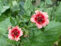 P1460622.webp