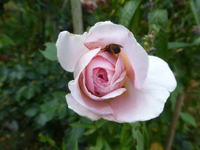 P1460308.webp